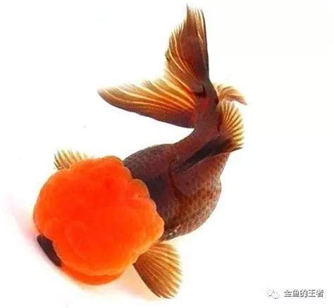 獅子頭金魚|品鑑 